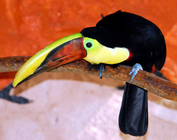 Ramphastos