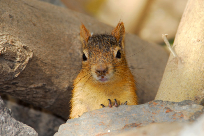 Sciurus anomalus