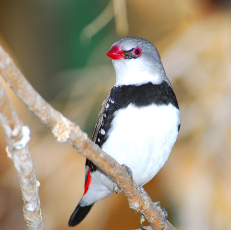 Stagonopleura guttata