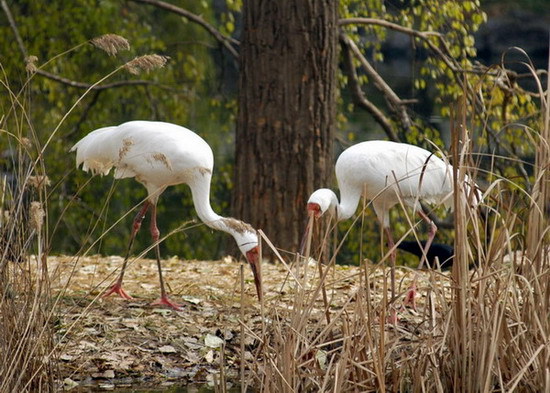 Siberiancrane