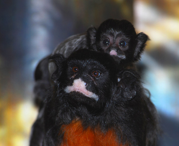 Tamarin Monkey Appearance, Types & Facts