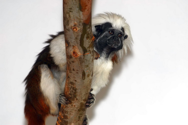 Saguinus oedipus