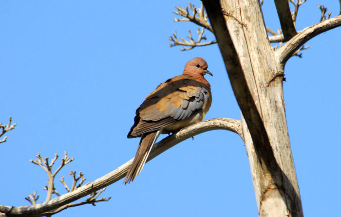 Streptopelia senegalensis