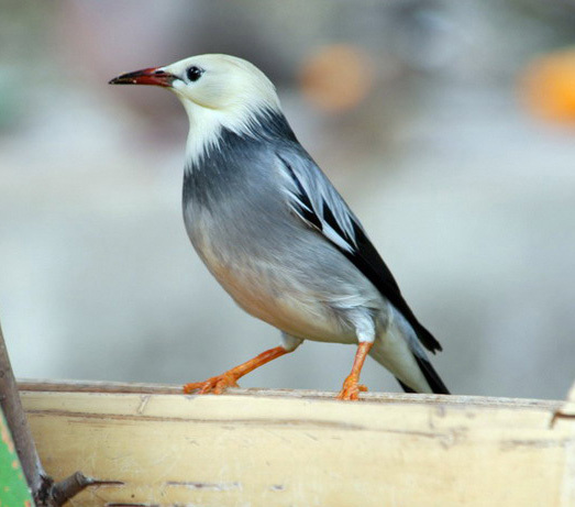 ADW: Corvus frugilegus: INFORMATION