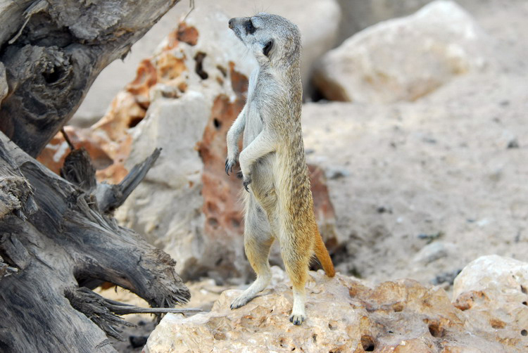 Suricata