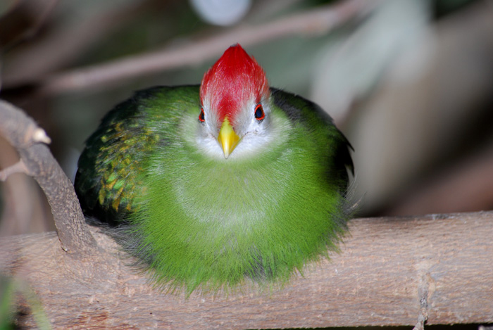 Tauraco erythrolophus