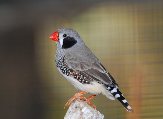 Raising store zebra finches