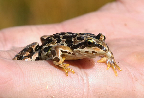 Tibetanfrog2