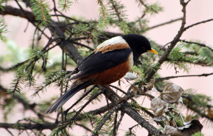 Turdus kessleri