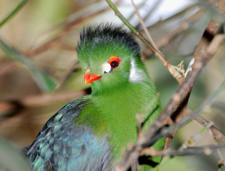 Tauraco leucotis