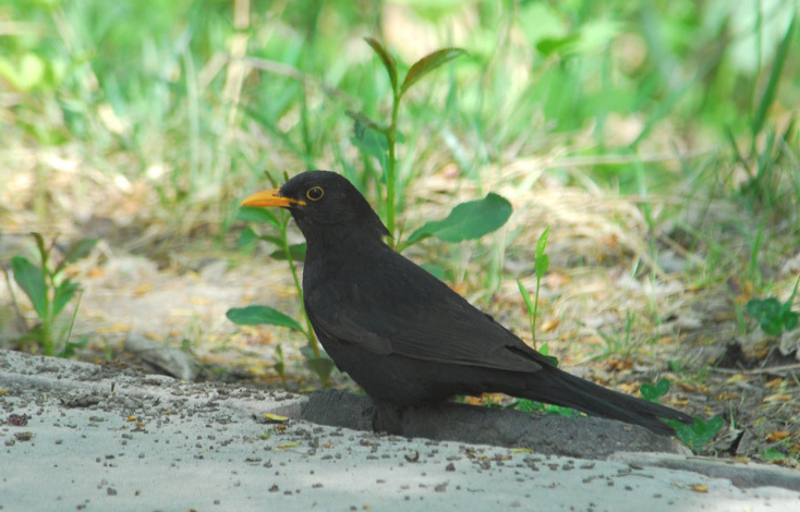 Turdus