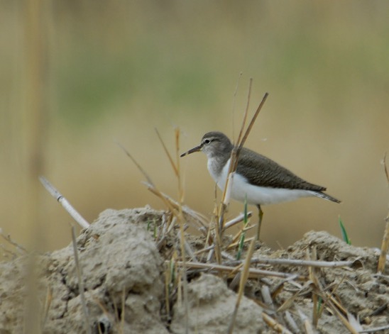 Charadriiformes