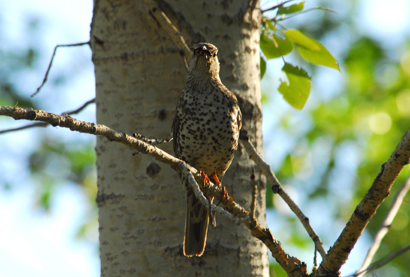 Turdus viscivorus