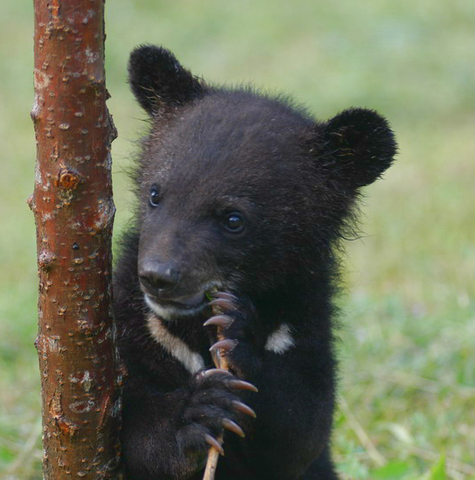 Black Bear cub litter may be a record