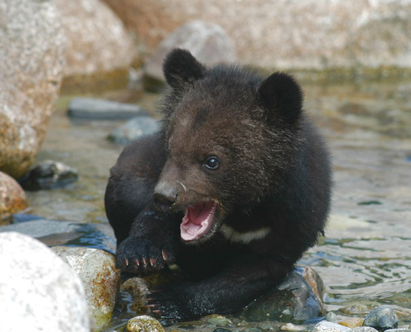 American Black Bear