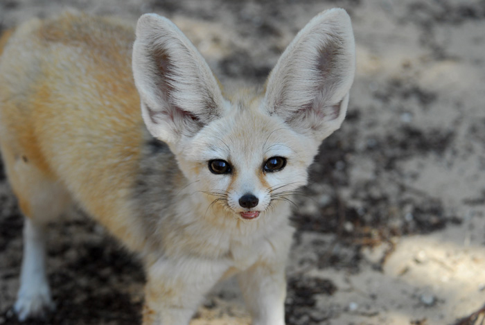 Just in Time for Mother's Day: A Limited-Edition Sleepwear Collection —  FENNEC