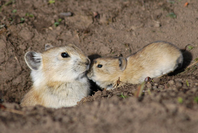 baby pika