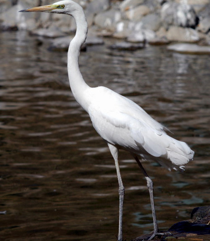 ADW: Ardea alba: PICTURES