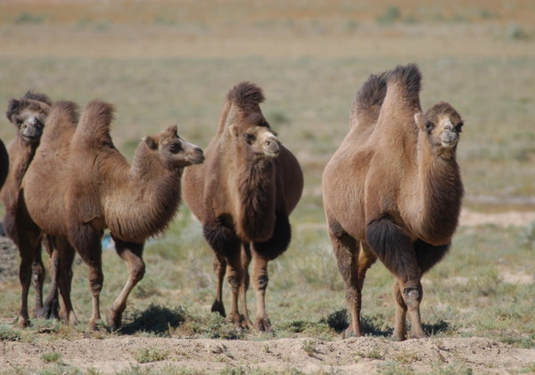 Camelus