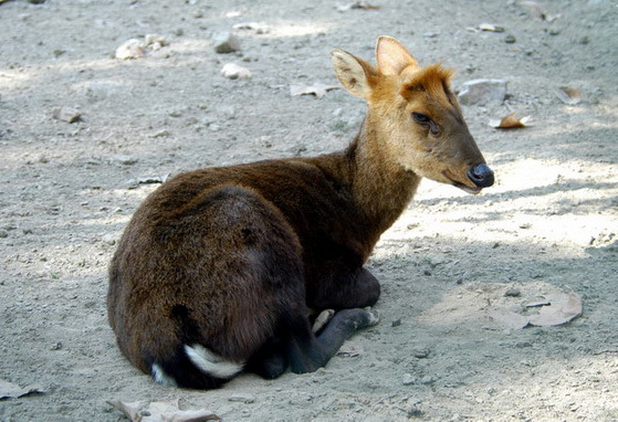 blackmuntjac11