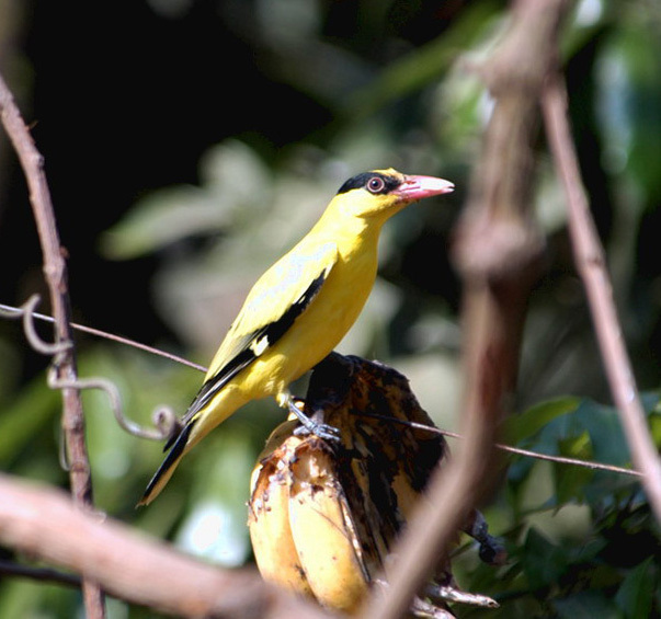 Oriolus chinensis