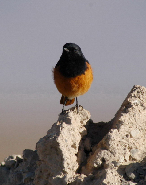 blackredstart3