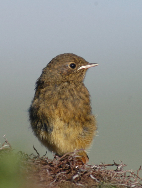 blackredstart_juv