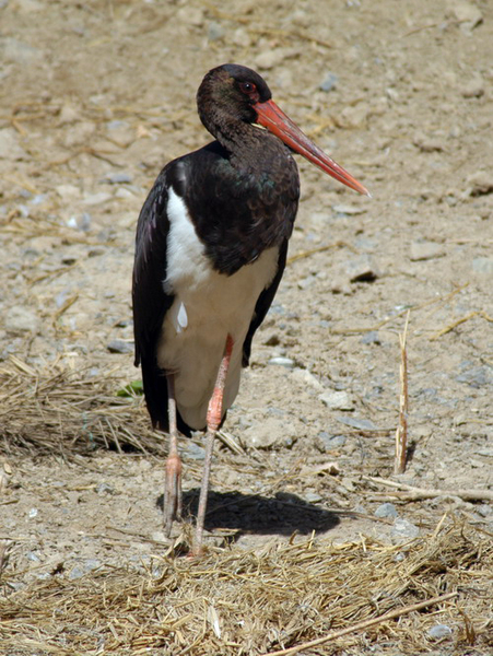 blackstork