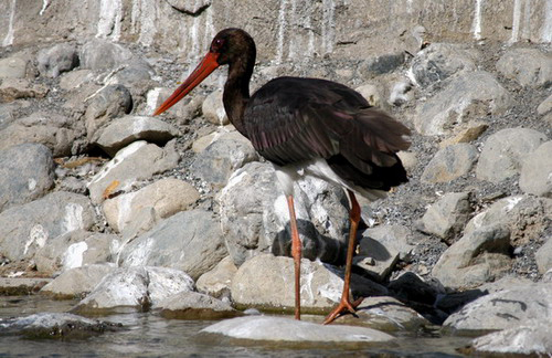 Ciconia nigra