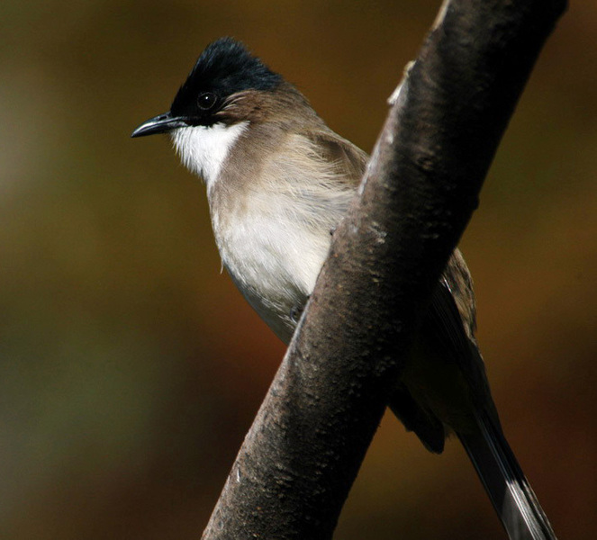 brbreastedbulbul3