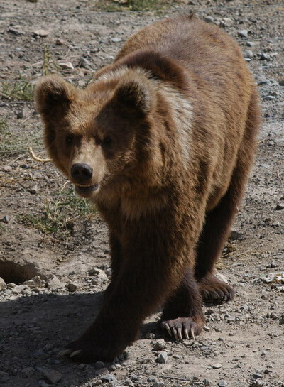 brownbear3