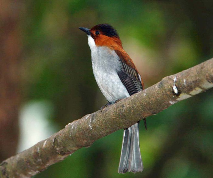 chestnutbulbul11