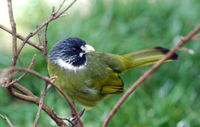 collaredfinchbill4