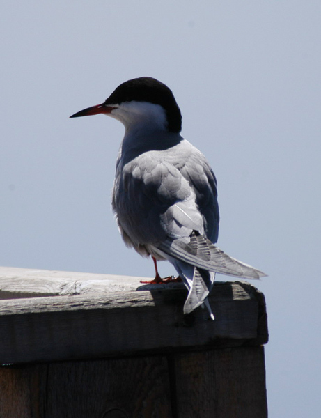 Sterna hirundo