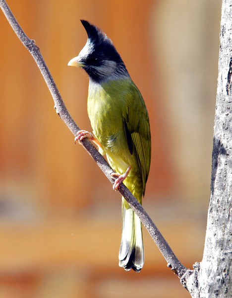 crestedfinchbill3