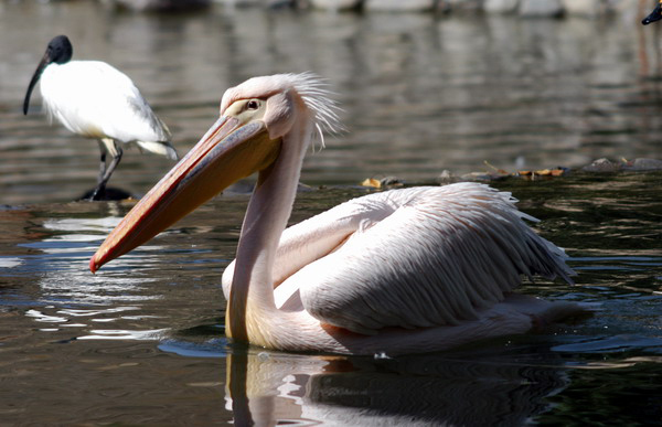 Pelecanus crispus