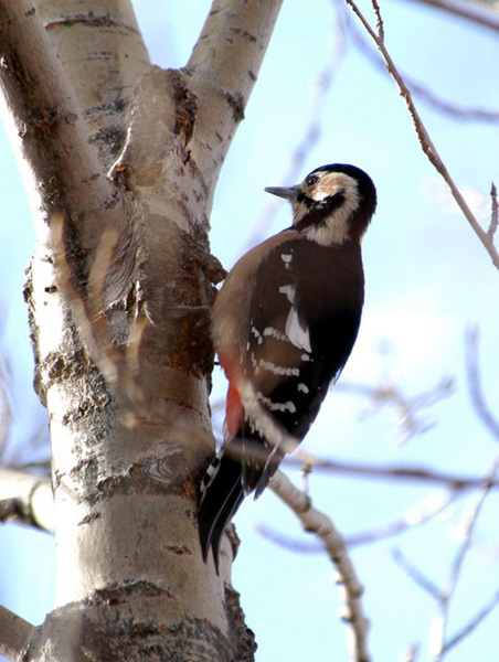 Dendrocopos major