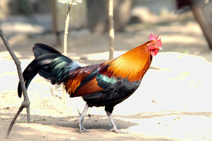 ADW: Gallus gallus: INFORMATION