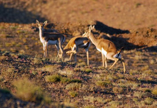 Gazella subgutturosa