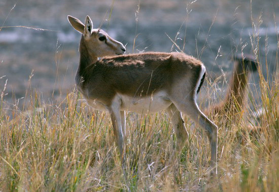 Gazella subgutturosa