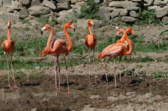 Phoenicopterus