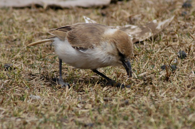 groundpecker4