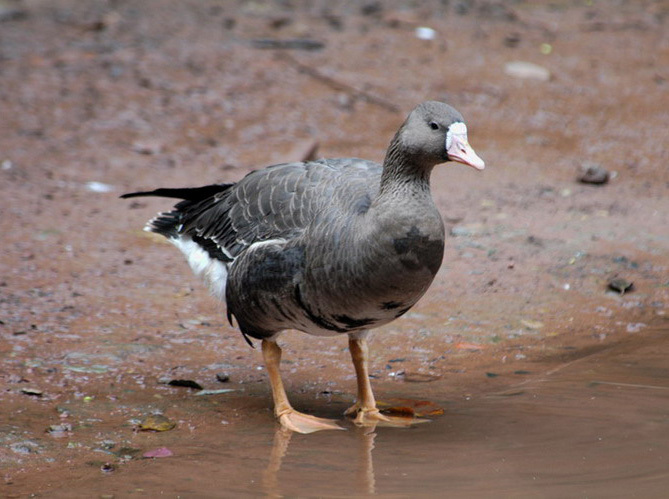 gwfrontedgoose1