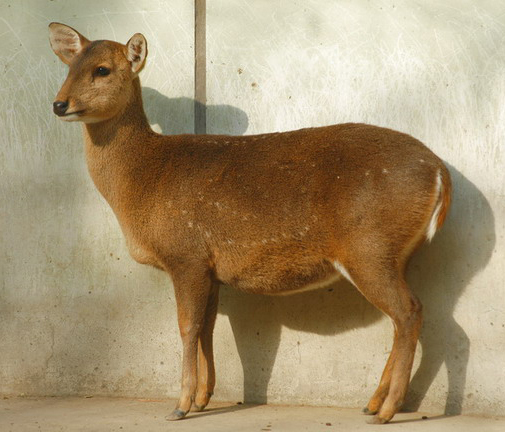 Artiodactyla