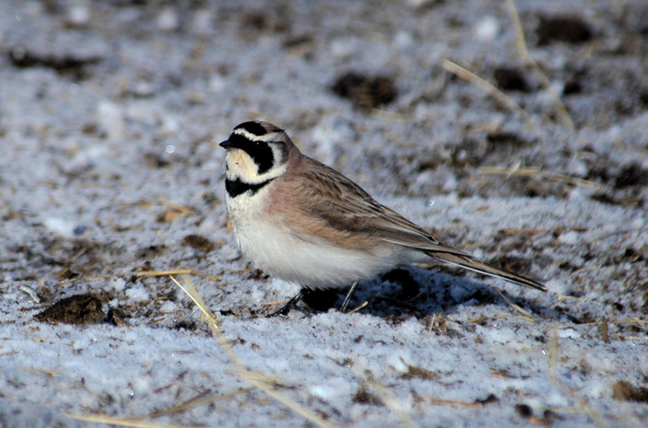 ADW Eremophila alpestris INFORMATION