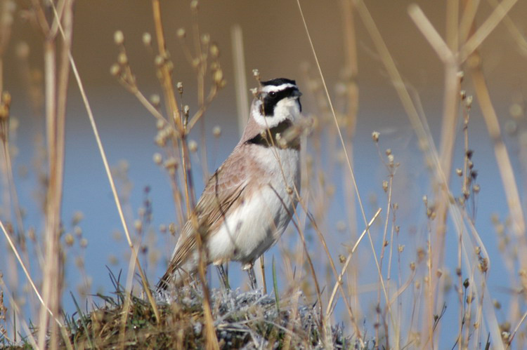 Eremophila alpestris