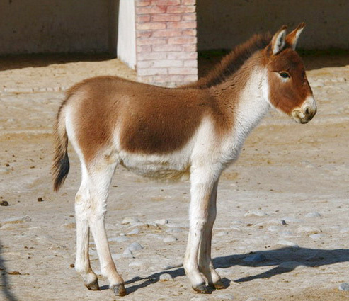 Photo of Equus kiang