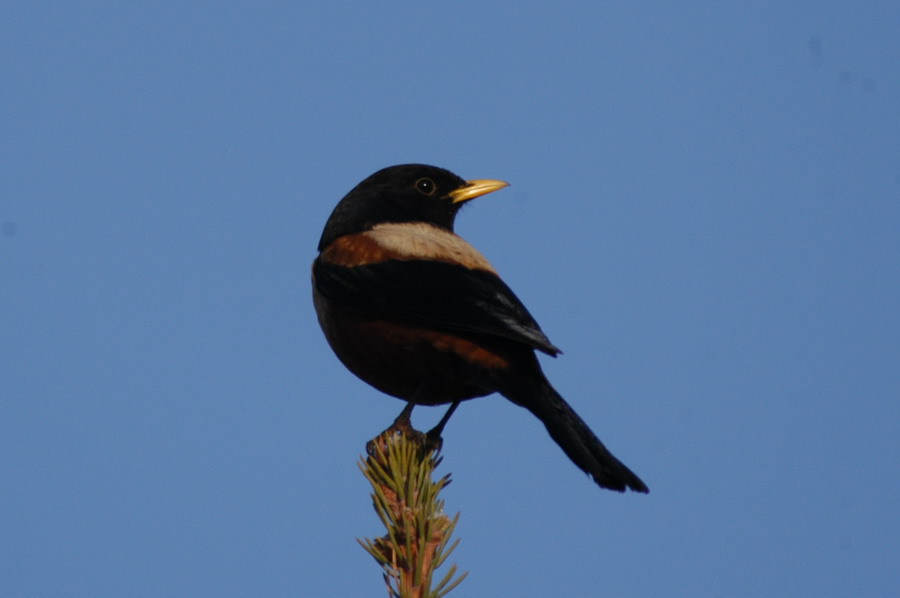 Turdus