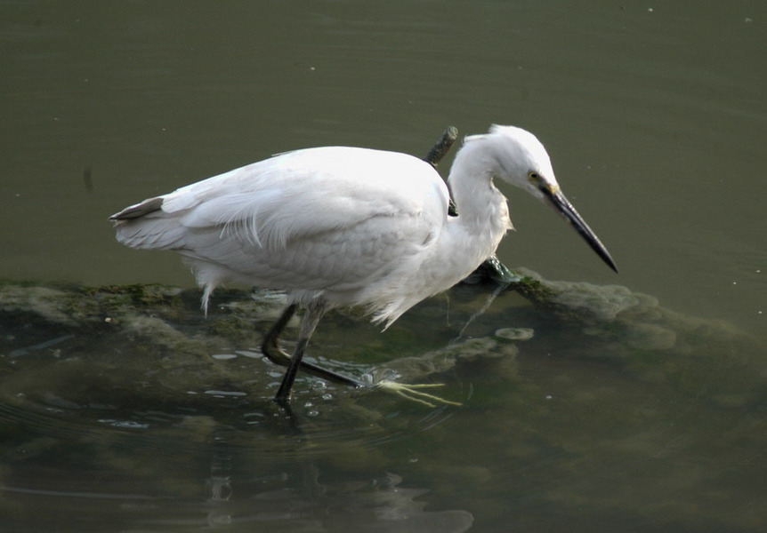 Egretta garzetta