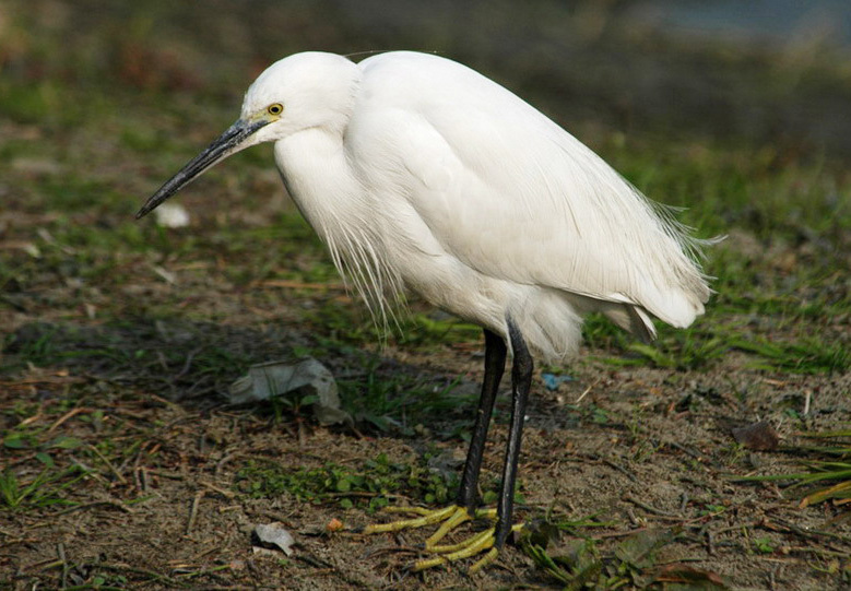 Egretta garzetta